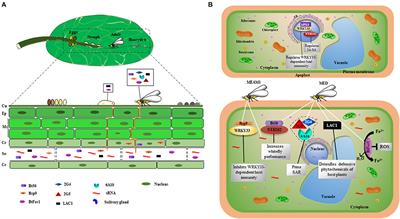 Spotlight on the Roles of Whitefly Effectors in Insect–Plant Interactions